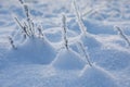 Dry plants covered with hoarfrost outdoors on winter morning Royalty Free Stock Photo