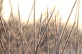 Dry plants covered with hoarfrost outdoors on winter morning, closeup Royalty Free Stock Photo