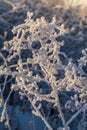 Dry plants covered with hoarfrost shining in the sun Royalty Free Stock Photo