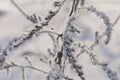 Dry plants covered with hoarfrost Royalty Free Stock Photo