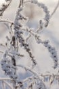 Dry plants covered with hoarfrost Royalty Free Stock Photo