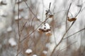 Dry plants covered with snow. Cute details of winter nature. Scenic view of park after snowfall in winter. Snowy day in the forest Royalty Free Stock Photo