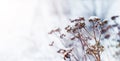 Dry plants covered with snow and ice in a field on a light background Royalty Free Stock Photo