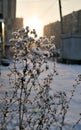 Dry plants covered with snow in the rays of evening sun Royalty Free Stock Photo