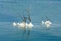 Dry plants in the Dead Sea Royalty Free Stock Photo