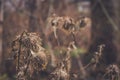 Dry plants. Brush Royalty Free Stock Photo