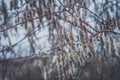 Dry plants. Brush Royalty Free Stock Photo