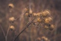 Dry plants. Brush Royalty Free Stock Photo