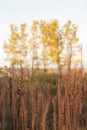 Dry plants and grass in the field at the beautiful yellow sunset Royalty Free Stock Photo