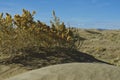 The dry plants in the great basin Royalty Free Stock Photo