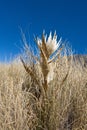 Dry plants inside crater of volcano Royalty Free Stock Photo