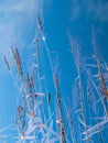 Dry plants lying on blue water surface in winter