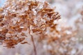 Dry plants , macro Royalty Free Stock Photo