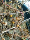 dry plants in pots