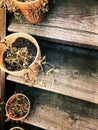 Dry plants in pots on old wooden staircase Royalty Free Stock Photo