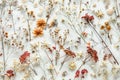 Dry Plants Seamless Pattern, Decorative Twigs, Seeds and Flowers Top View, Dried Flowers Endless Tile Royalty Free Stock Photo