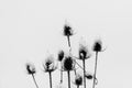 Dry plants in snow.