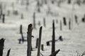 Dry plants and snow. Details of nature in winter Royalty Free Stock Photo