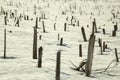 Dry plants and snow. Details of nature in winter Royalty Free Stock Photo