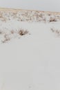 Dry plants in the snow