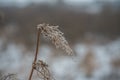 Dry plants in snow, meadow at winter Royalty Free Stock Photo
