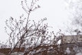 Dry plants in snow, meadow at winter outdoor Royalty Free Stock Photo