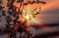 Dry plants with snow at sunset on a frosty day. Royalty Free Stock Photo