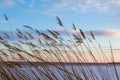 Dry plants on a snowy field during golden hour Royalty Free Stock Photo