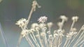 Dry plants in the spring field, close-up