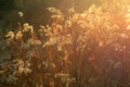 Dry plants at sunset Royalty Free Stock Photo