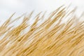 Dry poaceae grass Royalty Free Stock Photo