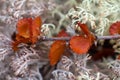 Dry Polar Birch macro on moss