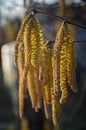 Dry Pollen leaves