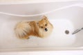 Dry Pomeranian dog in the bathroom. Spitz dog waiting to be washed