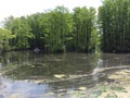 Dry Pond, Swamp, Wilmington, North Carolina, USA Royalty Free Stock Photo