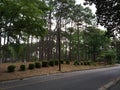 Dry Pond, Wilmington, North Carolina, USA Royalty Free Stock Photo