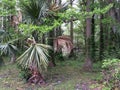 Dry Pond, Wilmington, North Carolina, USA Royalty Free Stock Photo