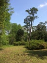 Dry Pond, Wilmington, North Carolina, USA Royalty Free Stock Photo