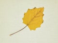 Autumn leaves isolated on a canvas Royalty Free Stock Photo