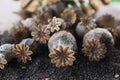 Dry poppy capsules, and black seeds Royalty Free Stock Photo