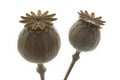 Dry poppy flowers closeup, isolated Royalty Free Stock Photo