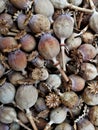 Dry poppy heads Royalty Free Stock Photo