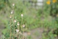 Dry poppy heads in the garden Royalty Free Stock Photo