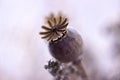 Dry poppy heads and other dried flowers, vintage colors, macro b Royalty Free Stock Photo