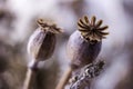 Dry poppy heads and other dried flowers, vintage colors, macro background Royalty Free Stock Photo