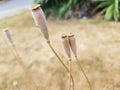 Dry poppy heads Royalty Free Stock Photo