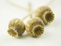 Three dry poppy heads on a white background