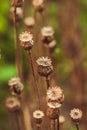 Dry poppy plant Royalty Free Stock Photo