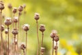 Dry poppy plant Royalty Free Stock Photo