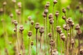 Dry poppy plant Royalty Free Stock Photo